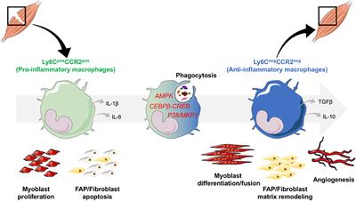 Glucocorticoids Shape Macrophage Phenotype for Tissue Repair